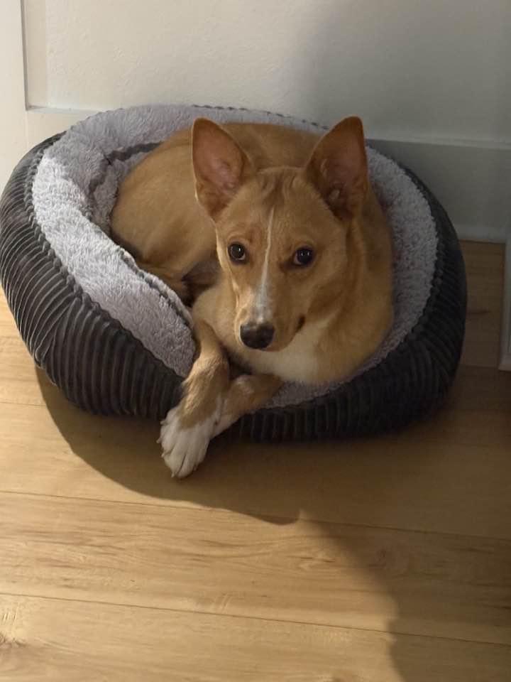 Enlarge Foxy, an adoptable mixed breed in Temple, TX image 6/6