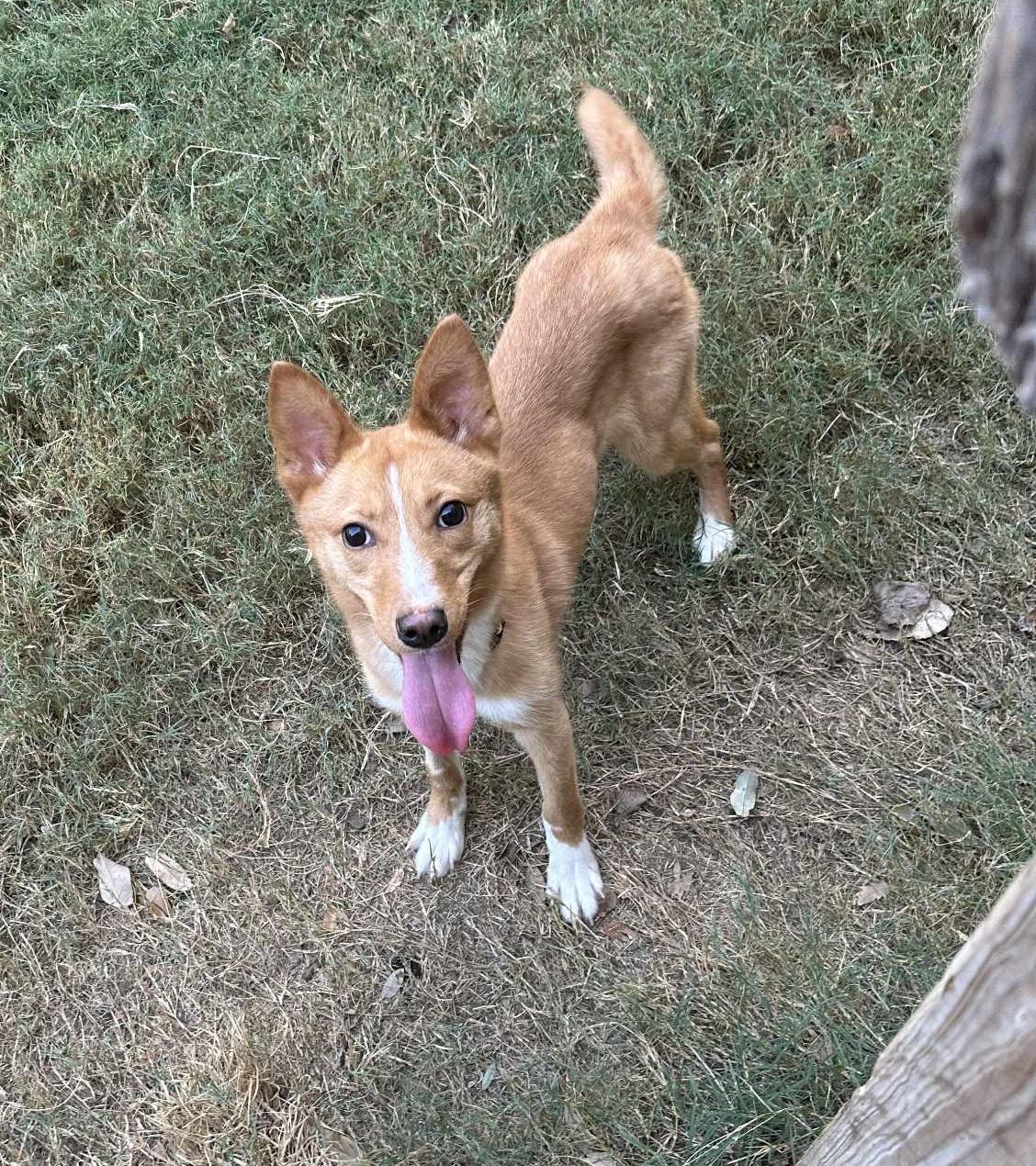 Foxy, a Adoptable mixed breed in Temple, TX image 4/5