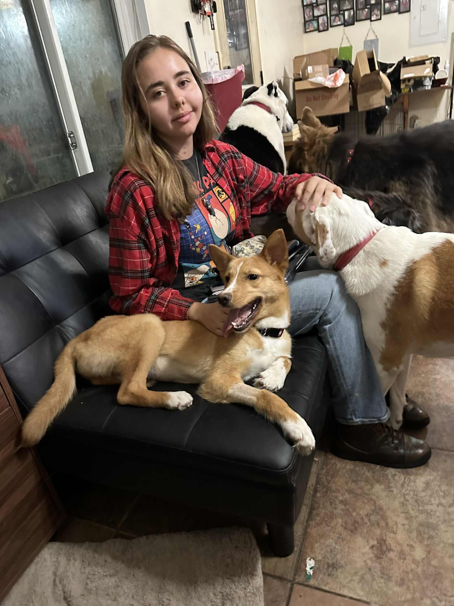 Foxy, a Adoptable mixed breed in Temple, TX image 5/5