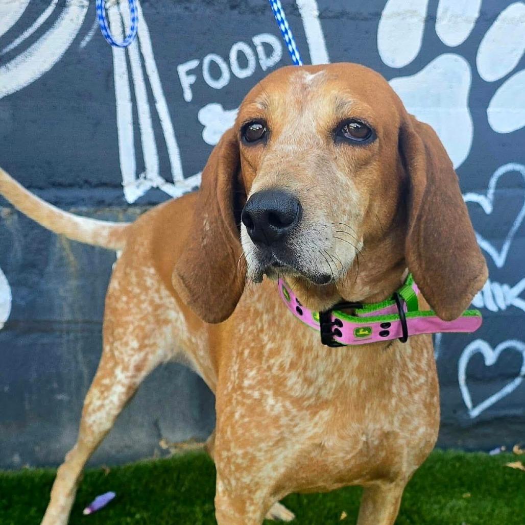 Enlarge Birdie, a Adoptable mixed breed in Staten Island, NY image 2/6