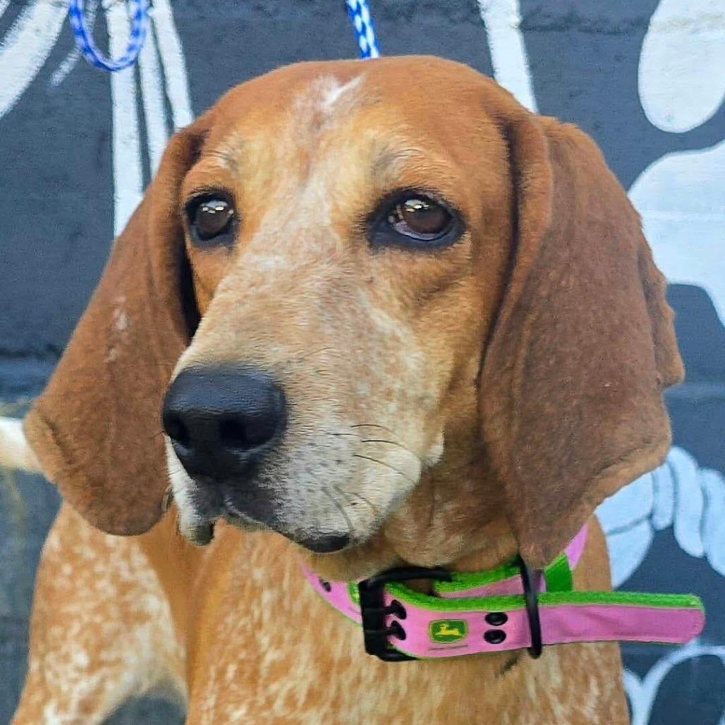 Enlarge Birdie, a Adoptable mixed breed in Staten Island, NY image 3/6