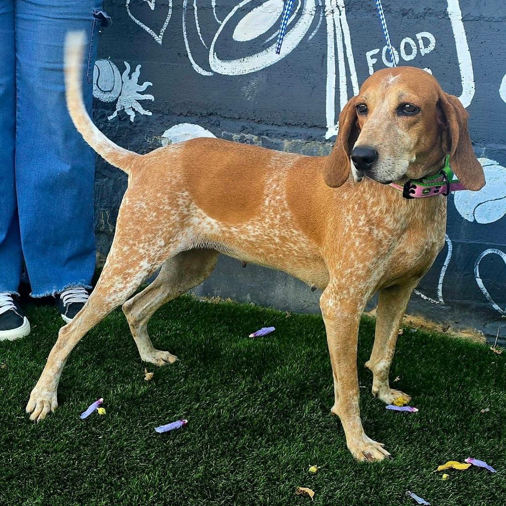 Enlarge Birdie, a Adoptable mixed breed in Staten Island, NY image 5/6