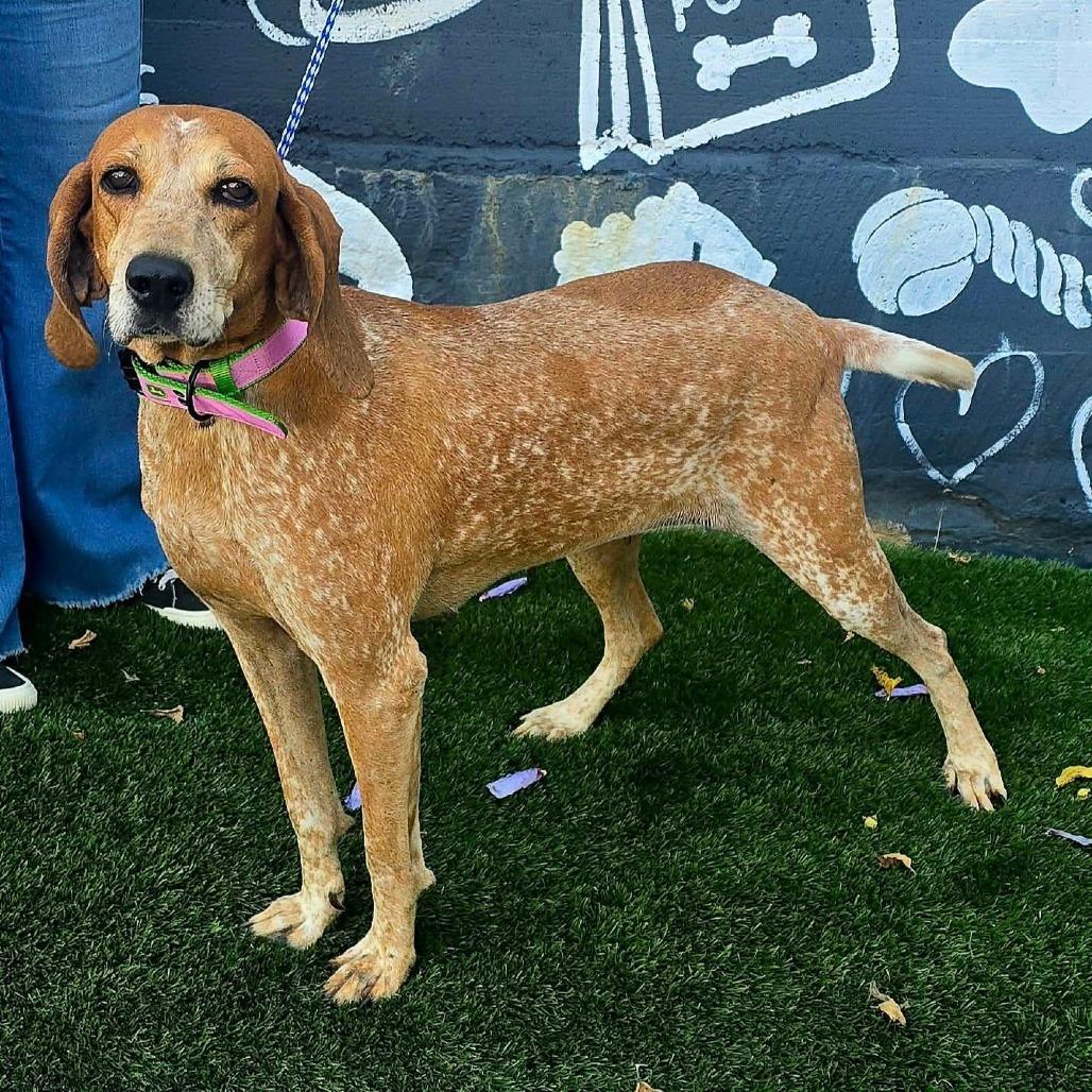 Enlarge Birdie, a Adoptable mixed breed in Staten Island, NY image 6/6