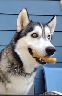 Enlarge Chevy, a Adoptable Siberian Husky in Grove City, OH image 6/7