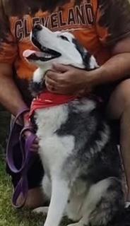 Enlarge Chevy, a Adoptable Siberian Husky in Grove City, OH image 5/7
