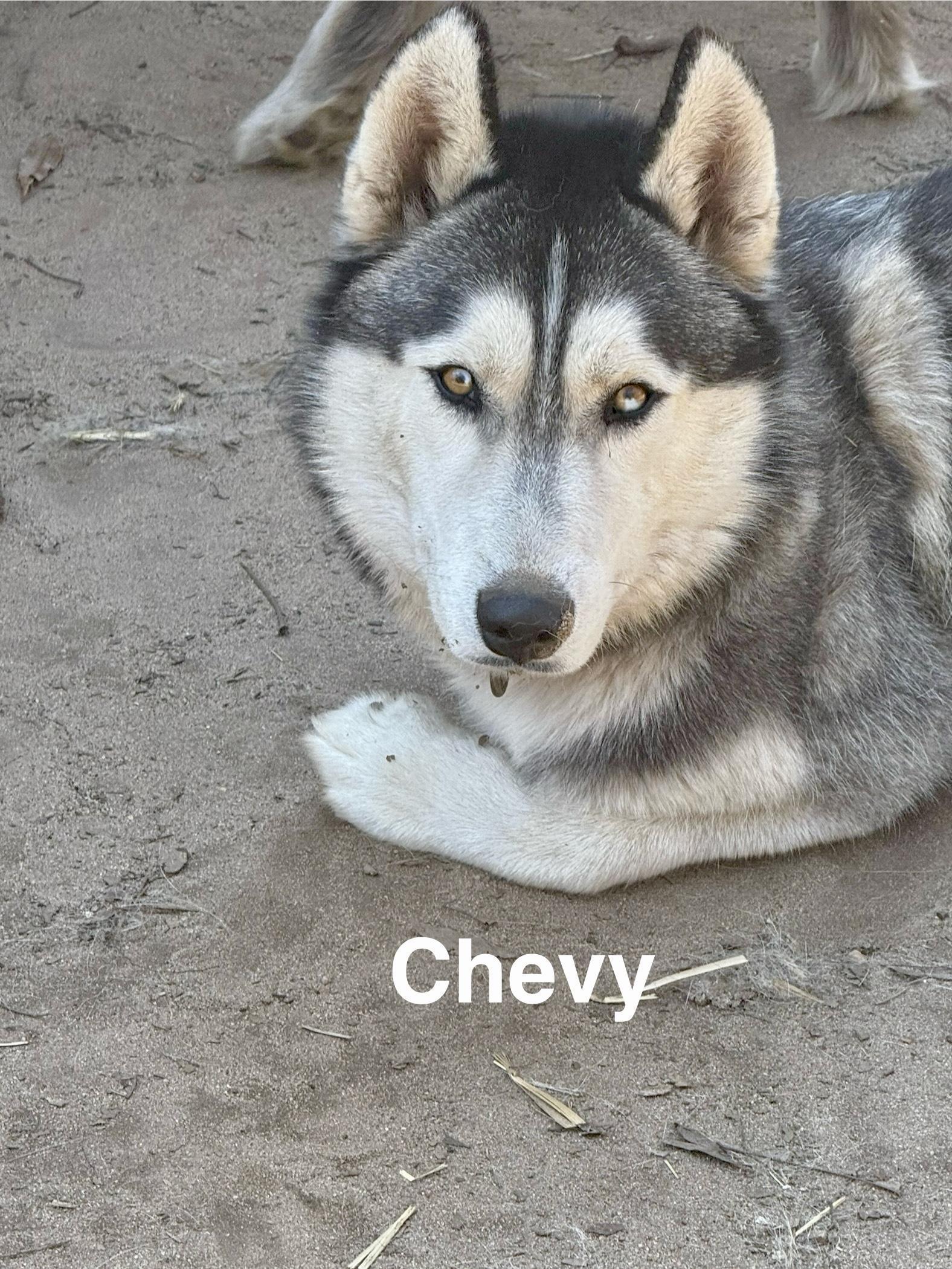 Chevy, Adoptable, Adult Male Siberian Husky.