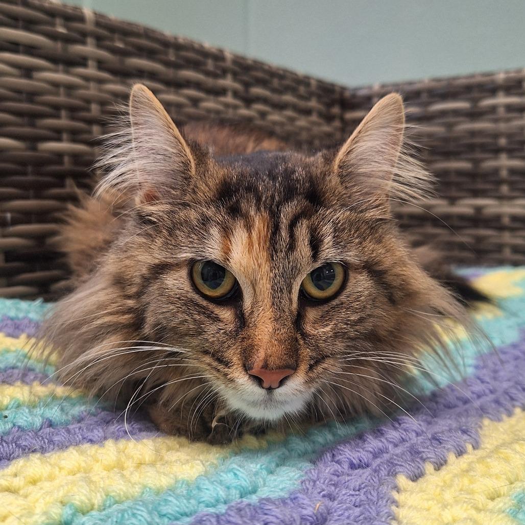 Enlarge Tia, a Adoptable Domestic Long Hair in Attica, NY image 1/1