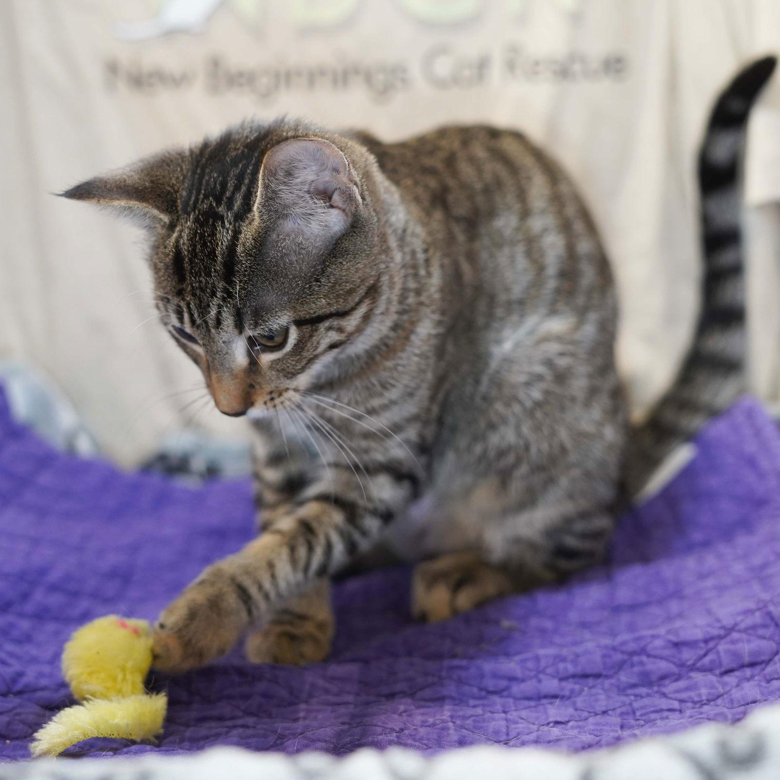 Enlarge Jubileena Bing-Bing, a Adoptable Tabby in Garland, TX image 1/3