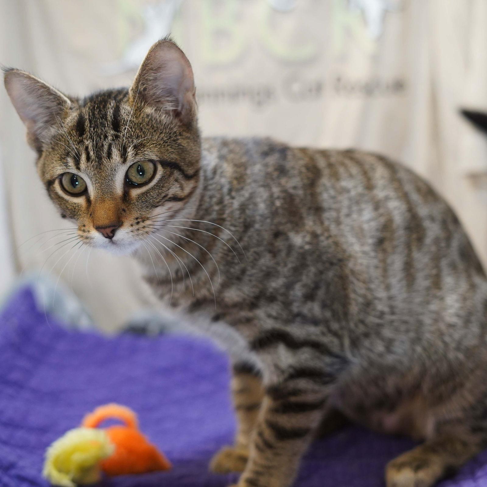 Enlarge Jubileena Bing-Bing, a Adoptable Tabby in Garland, TX image 3/3
