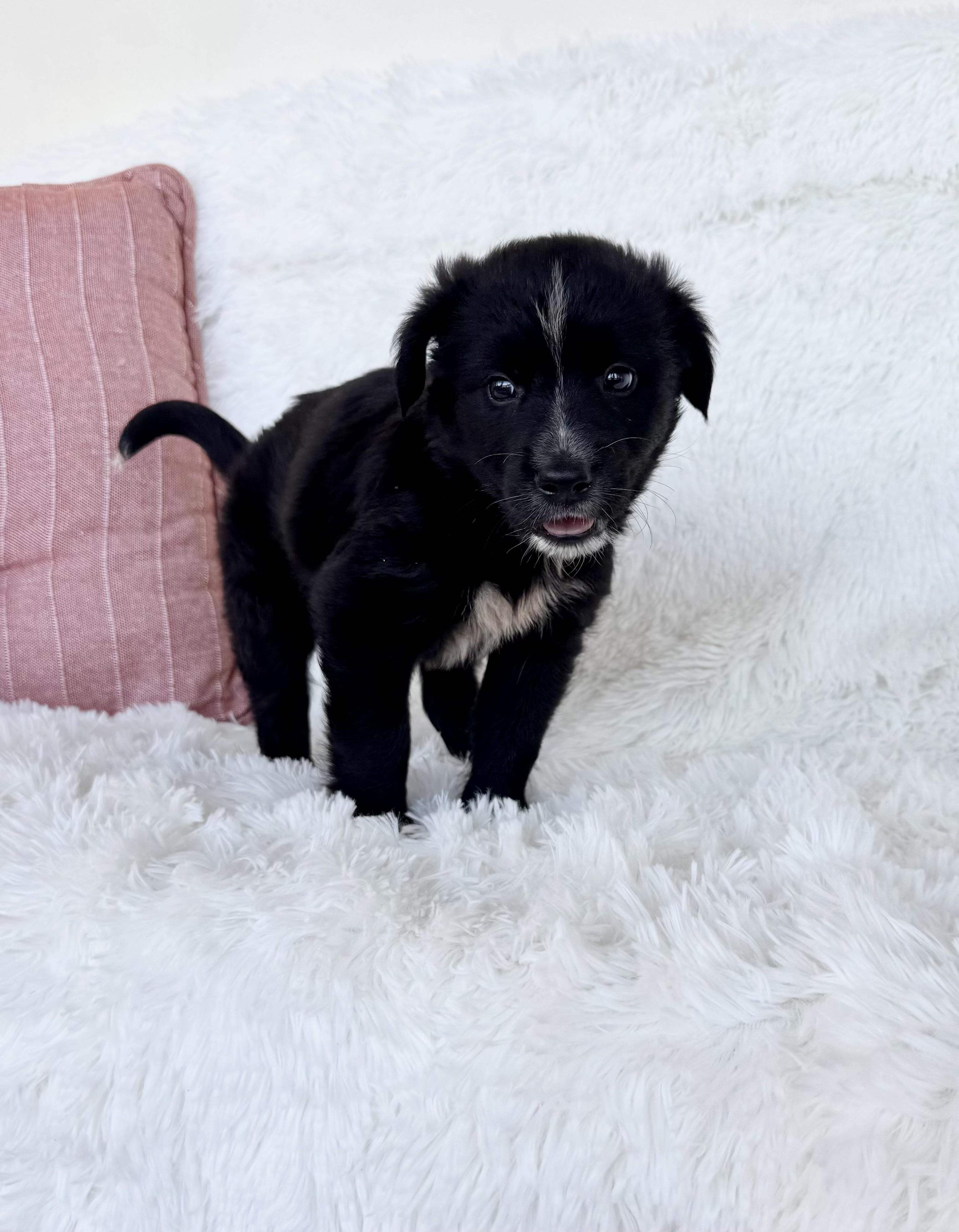 Enlarge Cooper, a ADOPTABLE mixed breed in Lake Worth, FL image 4/4