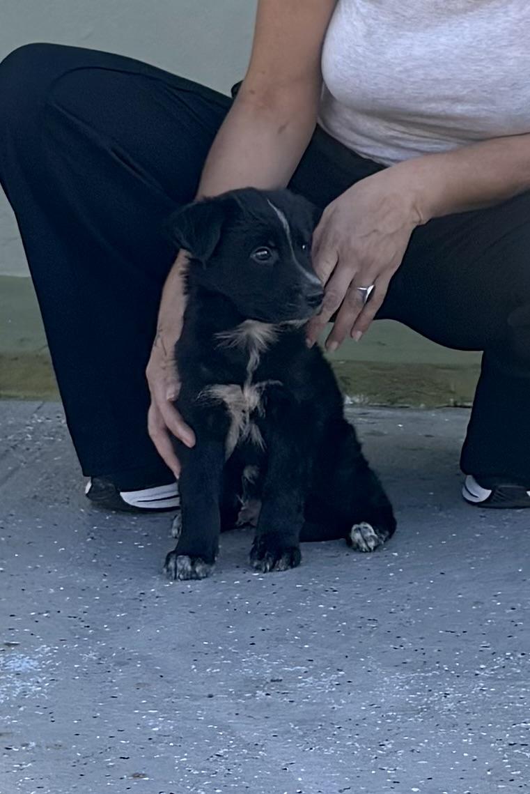 Enlarge Cooper, a ADOPTABLE mixed breed in Lake Worth, FL image 2/4
