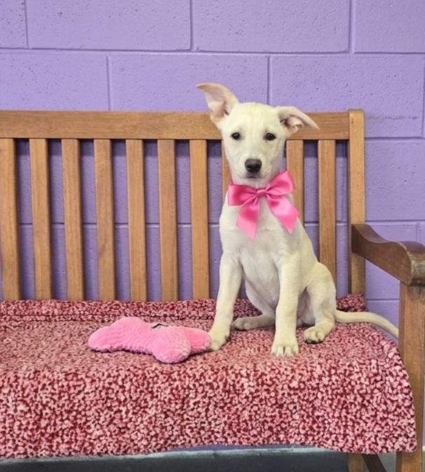 **LOLA**, Adoptable, Puppy Female Labrador Retriever & Terrier.