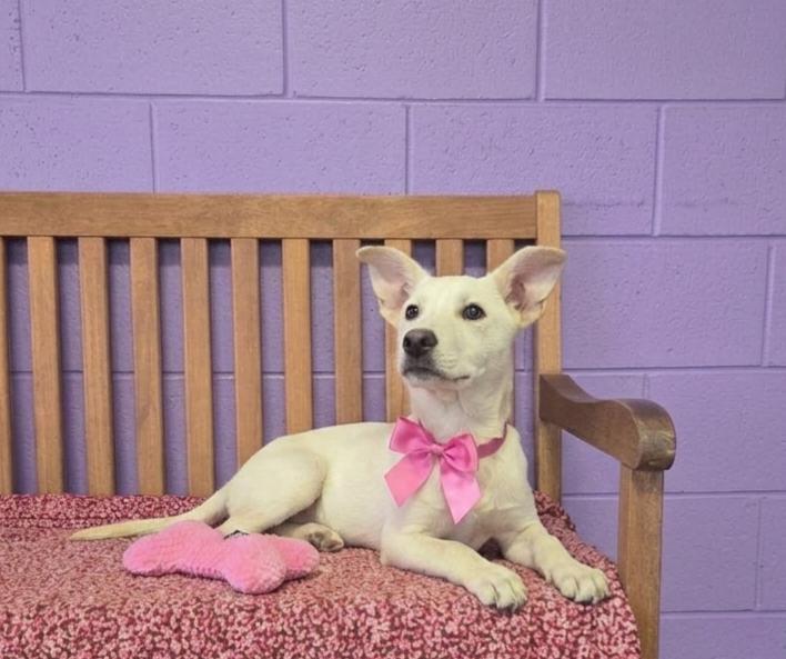 Enlarge **LOLA**, a Adoptable mixed breed in North Prairie, WI image 2/2
