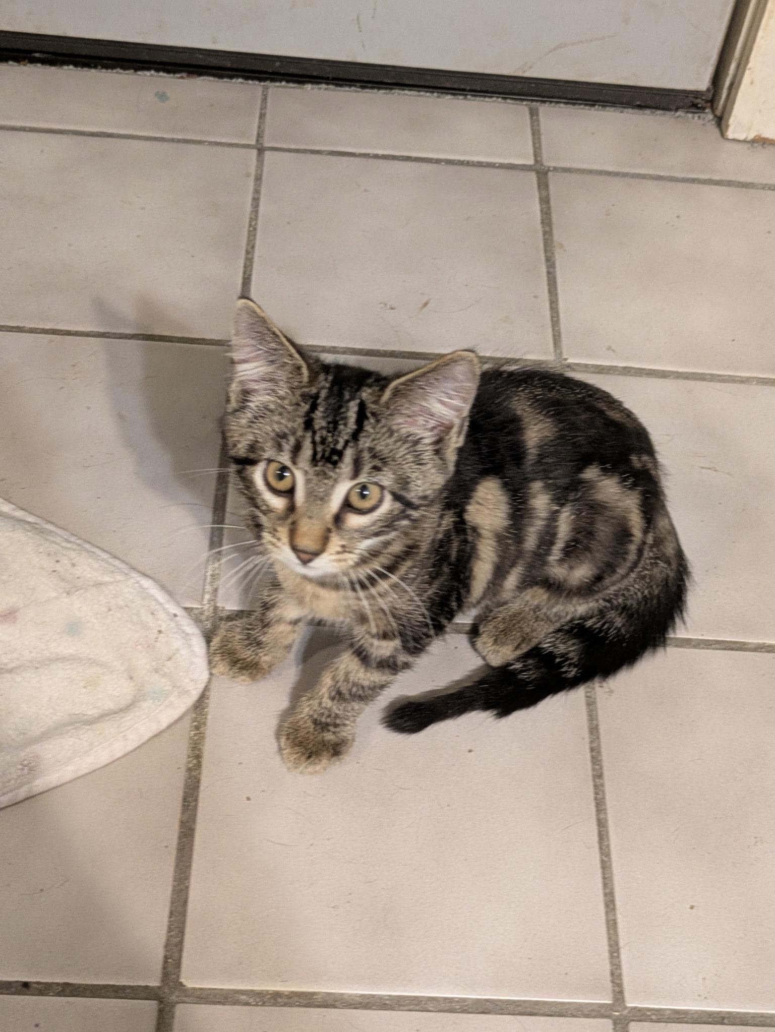 Enlarge Totchke, a Adoptable Tabby in Madison, WI image 2/6