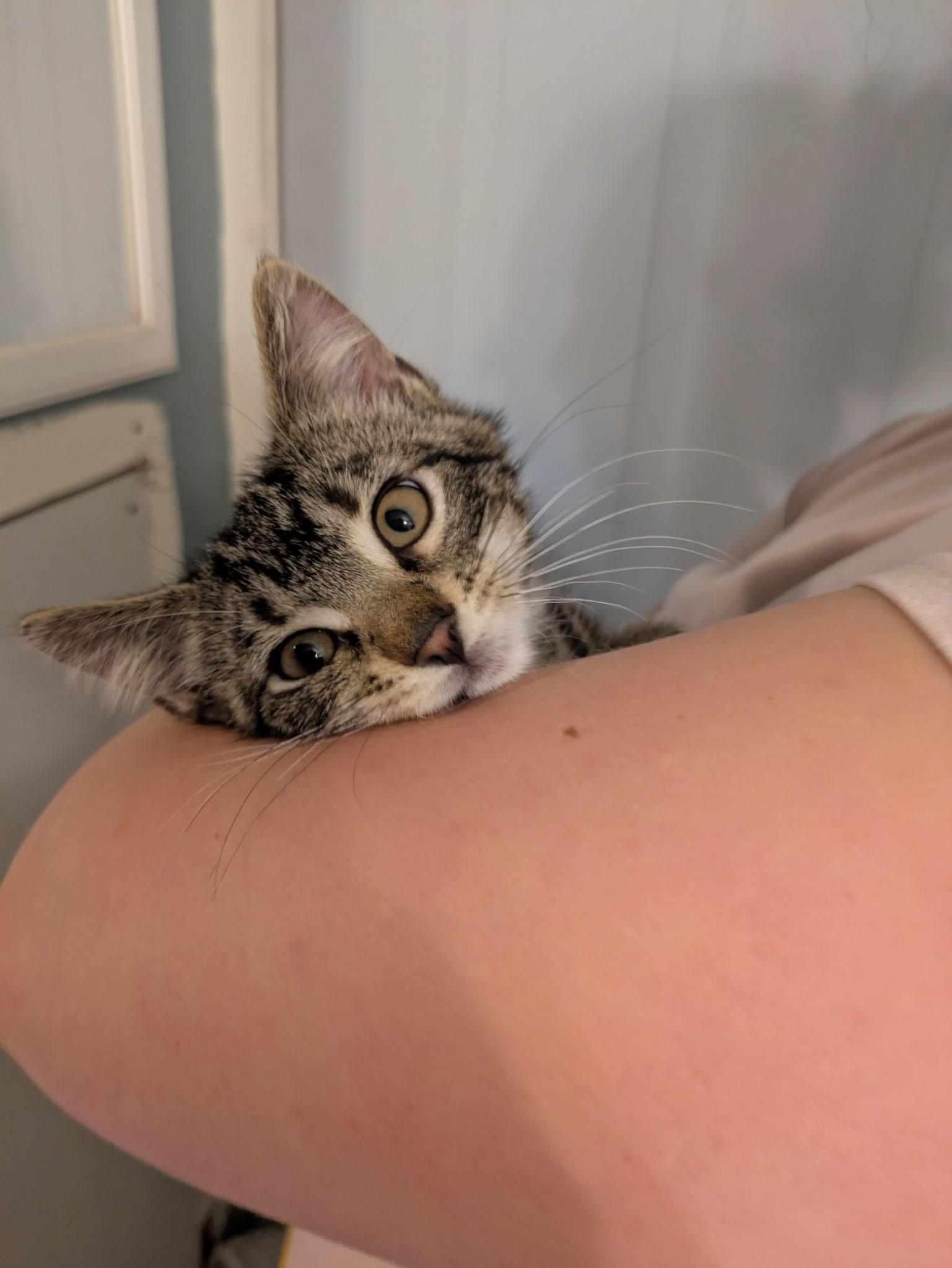 Enlarge Totchke, a Adoptable Tabby in Madison, WI image 3/6