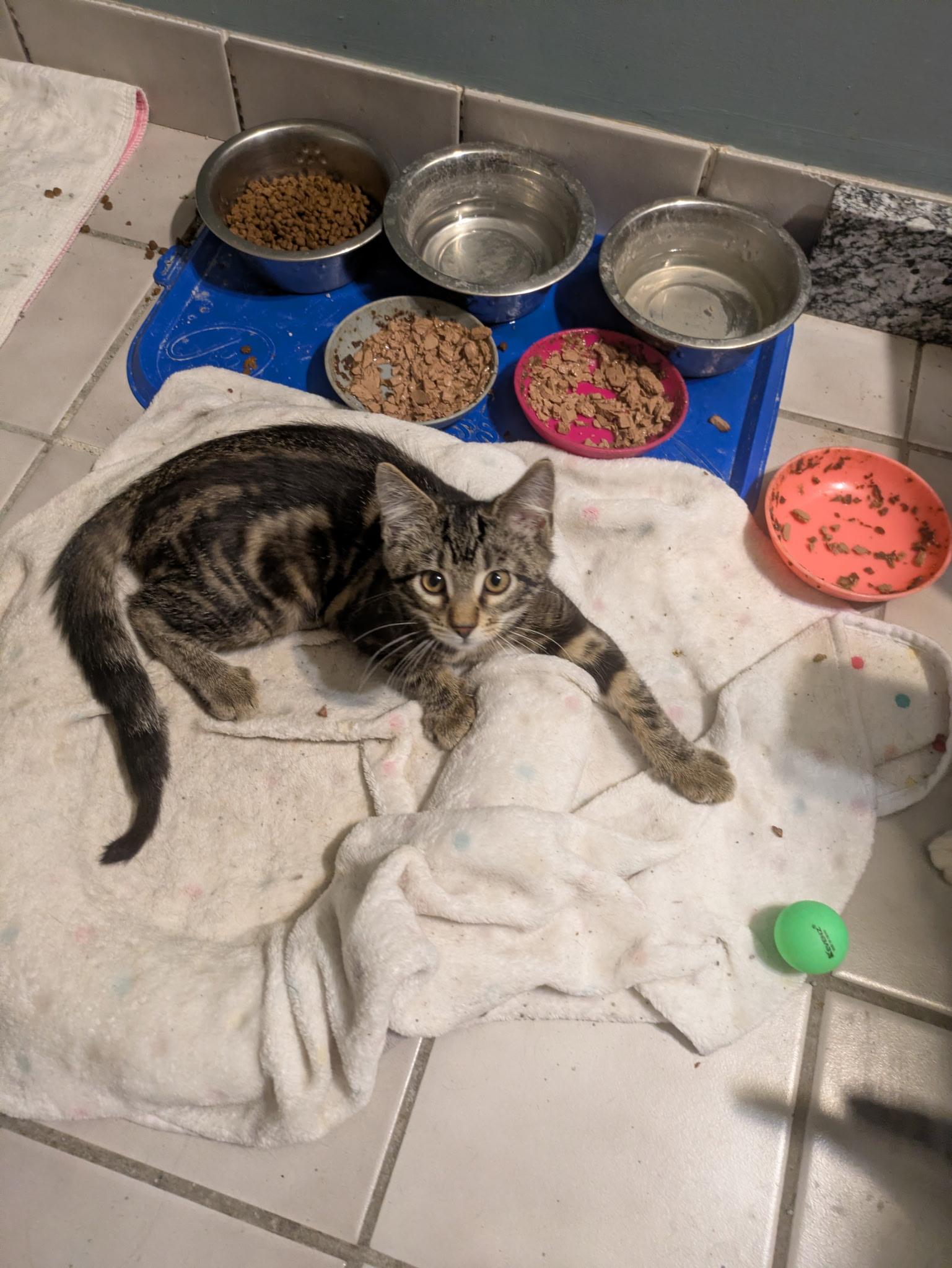 Enlarge Totchke, a Adoptable Tabby in Madison, WI image 4/6