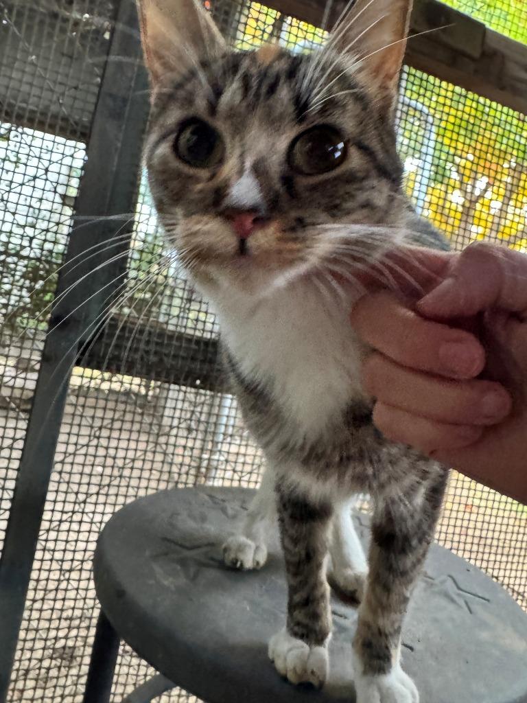 Enlarge Dolly, a Adoptable mixed breed in Newman, CA image 1/1