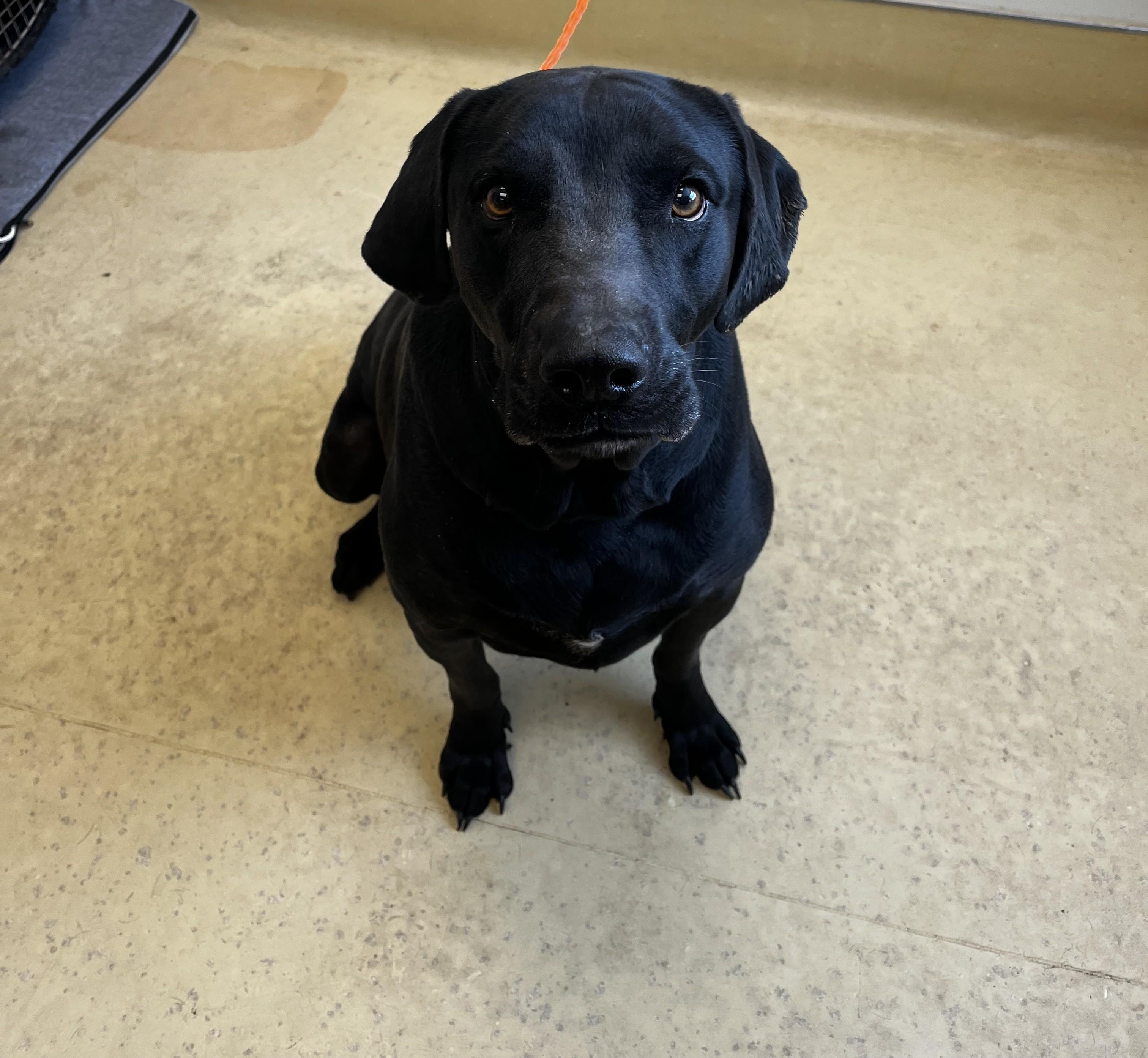 Enlarge Jax, a ADOPTABLE mixed breed in New Castle, IN image 3/3