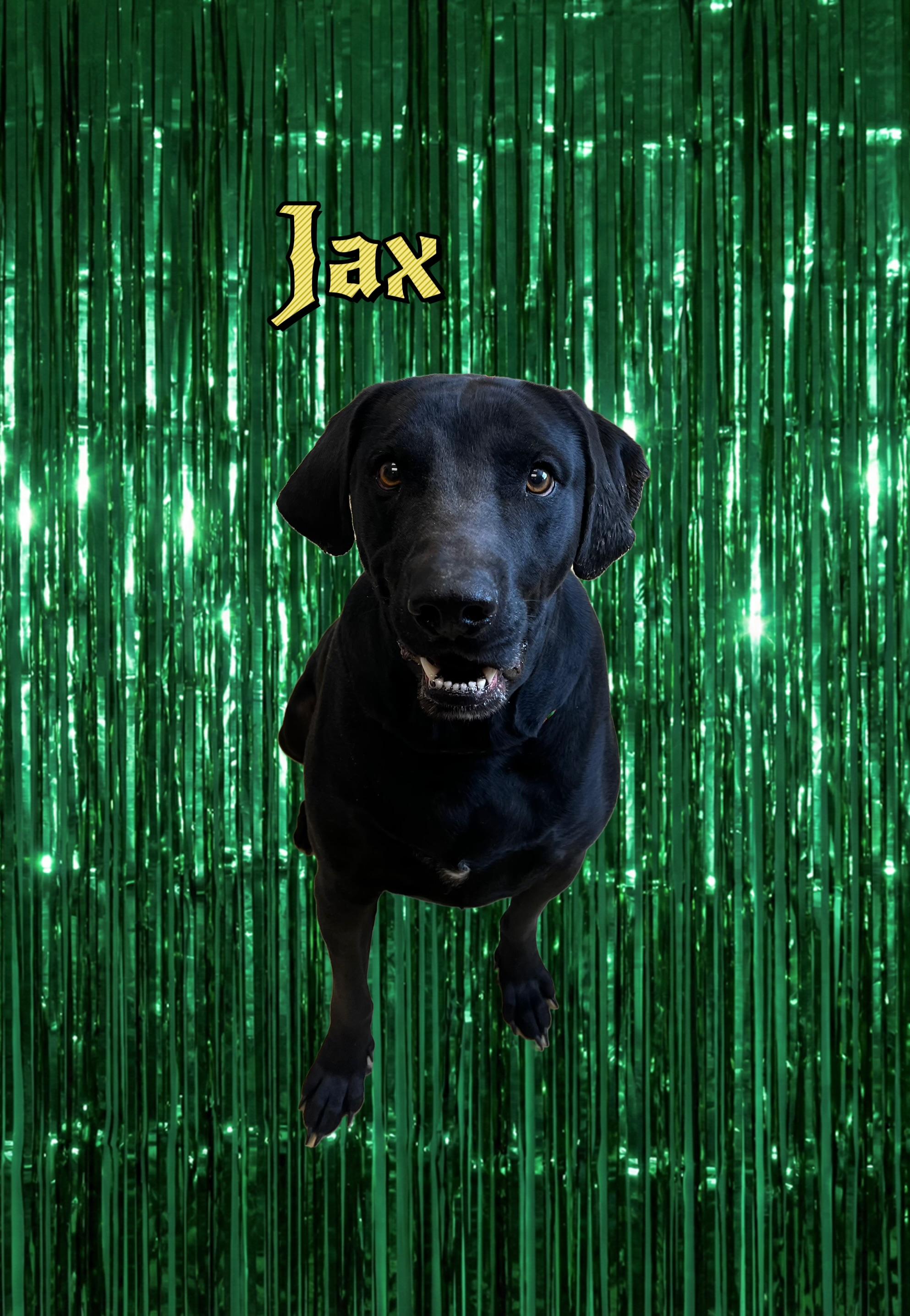 Jax, ADOPTABLE, Adult Male Labrador Retriever.