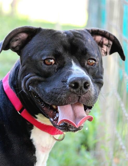 NACHO LIBRE, Adoptable, Adult Male Pit Bull Terrier.
