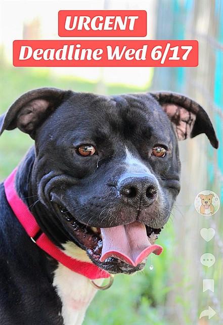 NACHO LIBRE, Adoptable, Adult Male Pit Bull Terrier.