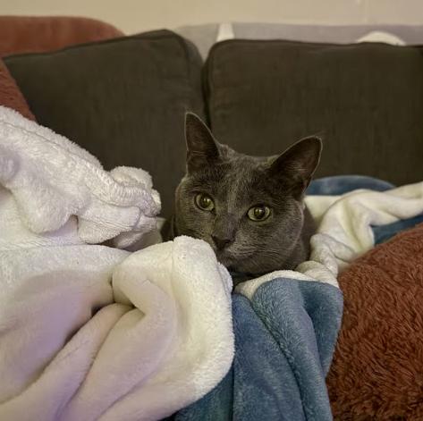 Enlarge Pepita Seeks Playful+Confident Cat Sibling!, a Adoptable Domestic Short Hair in Everett, WA image 3/5