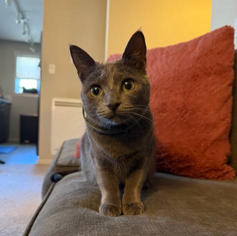 Enlarge Pepita Seeks Playful+Confident Cat Sibling!, a Adoptable Domestic Short Hair in Everett, WA image 2/5