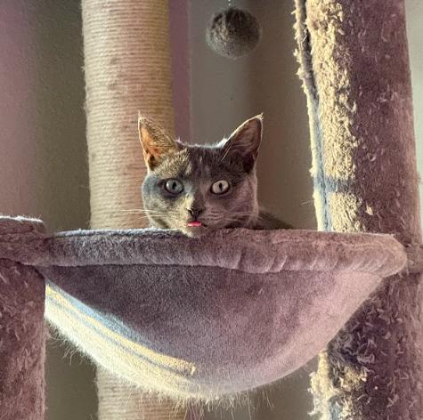 Enlarge Pint-sized Pepita Seeks Playful+Confident Cat Sibling!, a Adoptable Domestic Short Hair in Everett, WA image 3/5