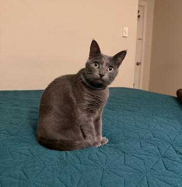 Enlarge Pepita Seeks Playful+Confident Cat Sibling!, a Adoptable Domestic Short Hair in Everett, WA image 1/5