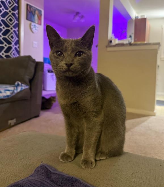 Enlarge Pepita Seeks Playful+Confident Cat Sibling!, a Adoptable Domestic Short Hair in Everett, WA image 5/5