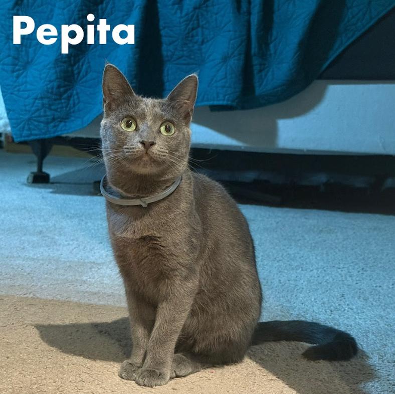 Enlarge Pepita Seeks Playful+Confident Cat Sibling!, a Adoptable Domestic Short Hair in Everett, WA image 4/5