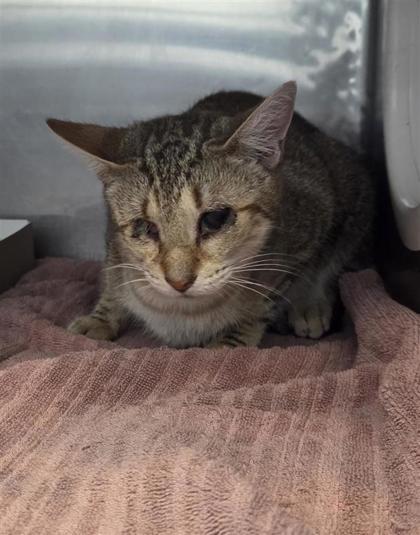 Cupcake, Adoptable, Adult Female Domestic Medium Hair.