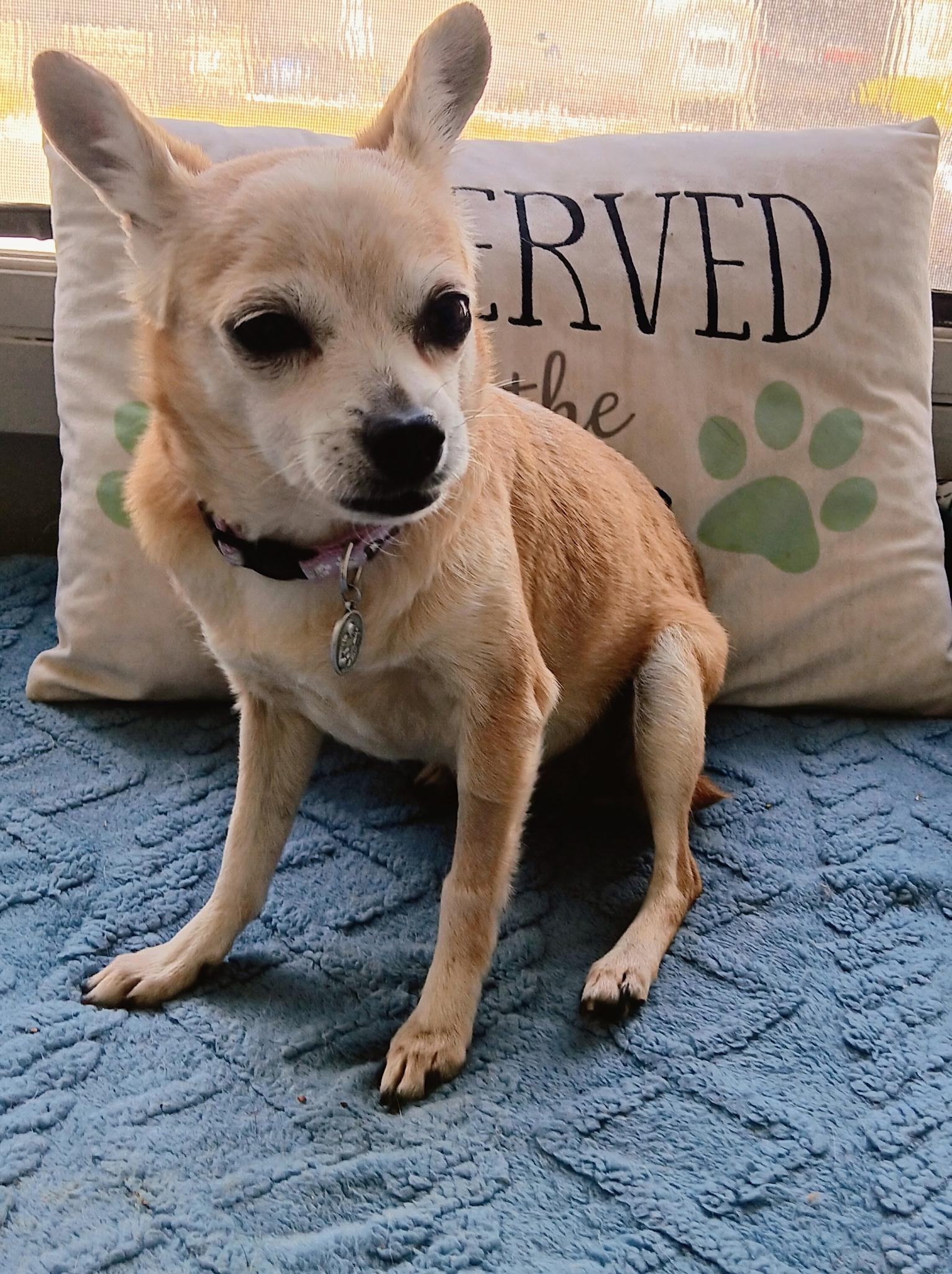 DeeDee, ADOPTABLE, Senior Female Chihuahua.