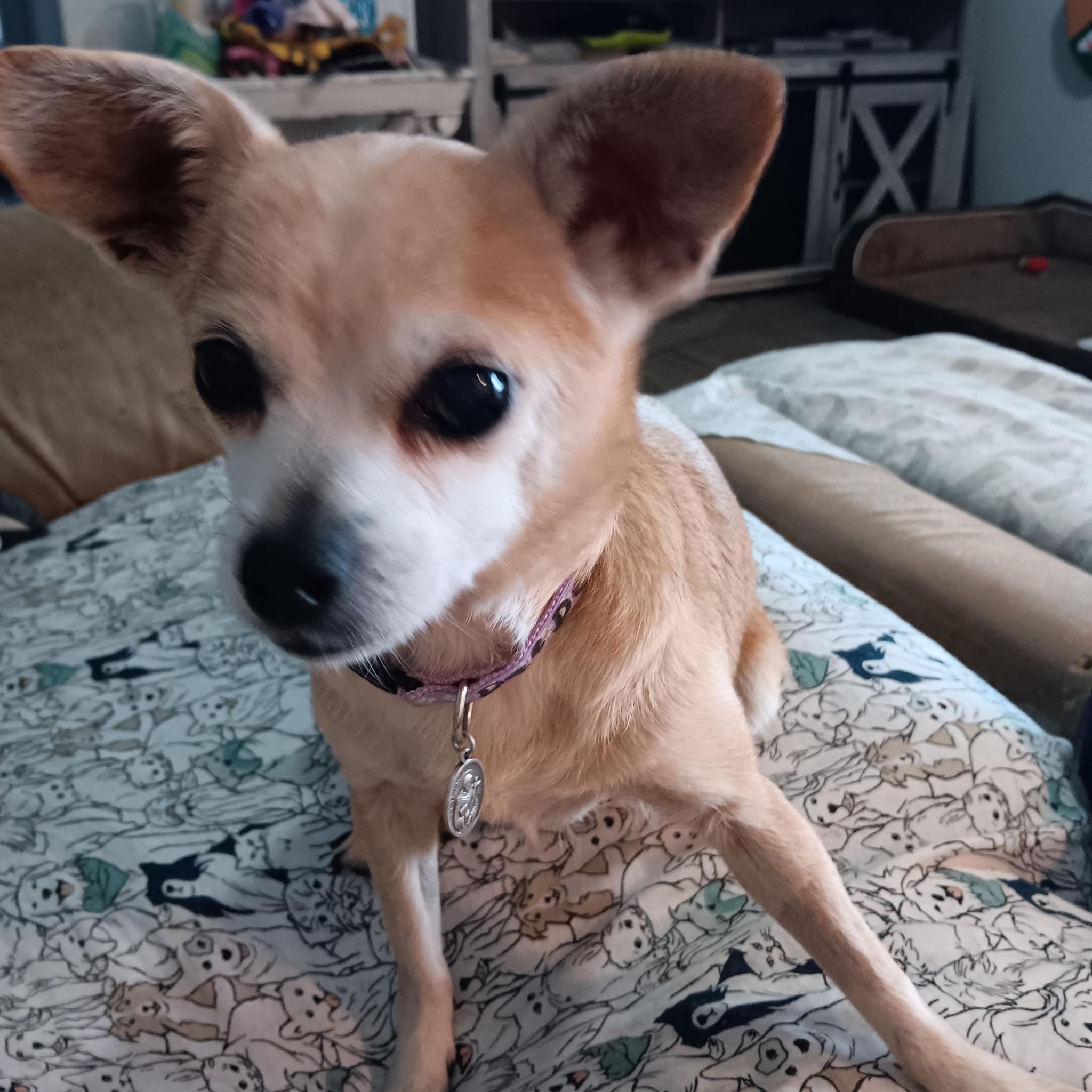 Enlarge DeeDee, a ADOPTABLE Chihuahua in Tampa, FL image 2/4