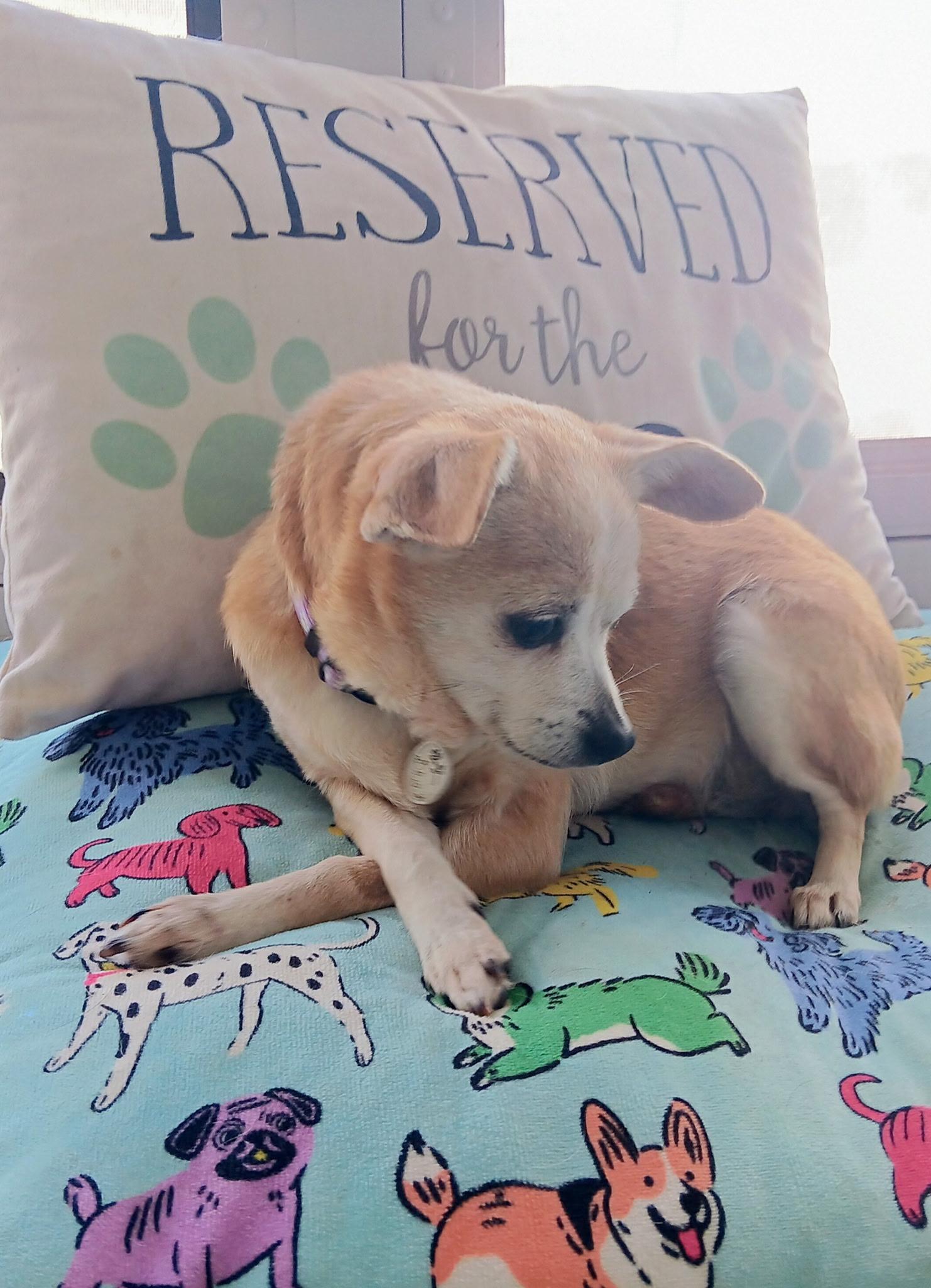 Enlarge DeeDee, a ADOPTABLE Chihuahua in Tampa, FL image 3/4