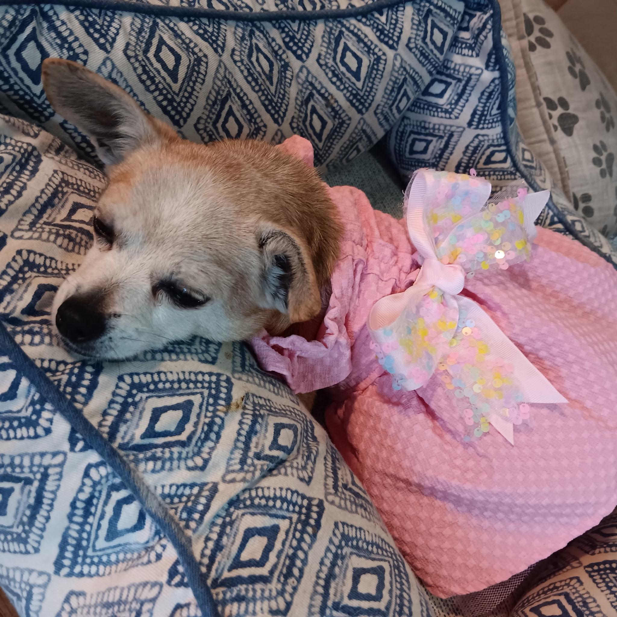 Enlarge DeeDee, a ADOPTABLE Chihuahua in Tampa, FL image 4/4