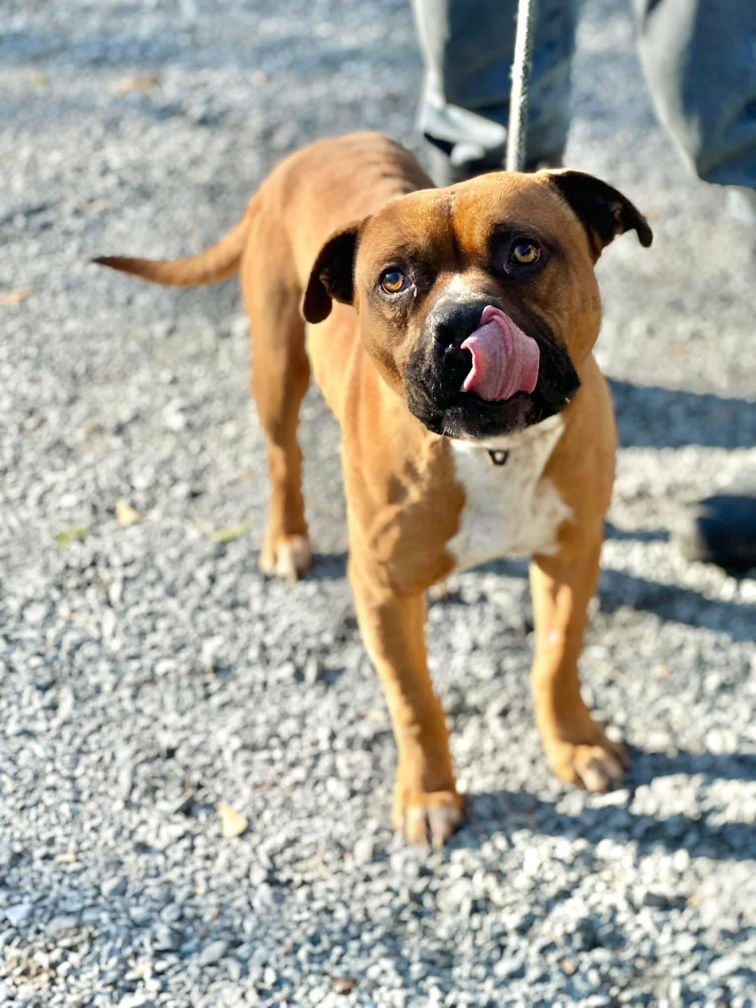 Enlarge Jerzy, a ADOPTABLE Pit Bull Terrier in Elizabethtown, NC image 1/1