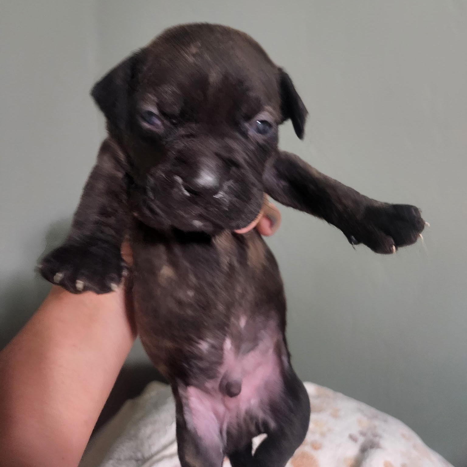 Enlarge Sterling, a Adoptable mixed breed in Brentwood, CA image 2/2