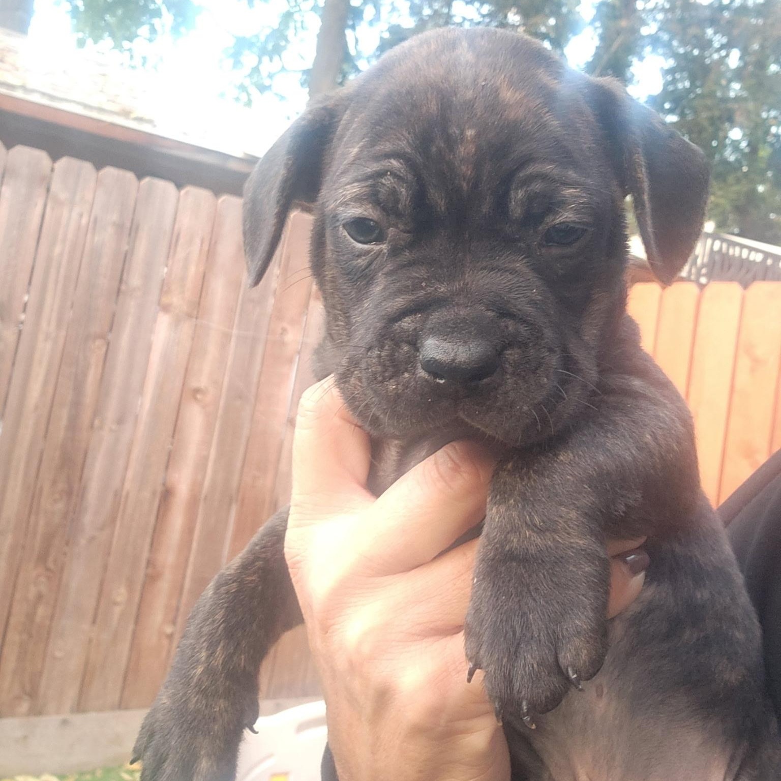Enlarge Sterling, a Adoptable mixed breed in Brentwood, CA image 1/2