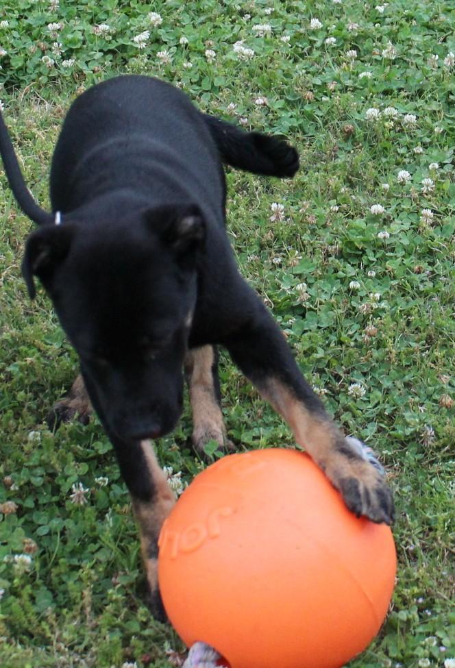 Enlarge ATLAS, a ADOPTABLE mixed breed in Claremore, OK image 3/3