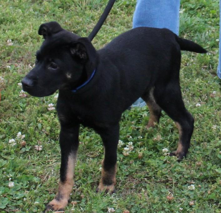 Enlarge ATLAS, a ADOPTABLE mixed breed in Claremore, OK image 1/3