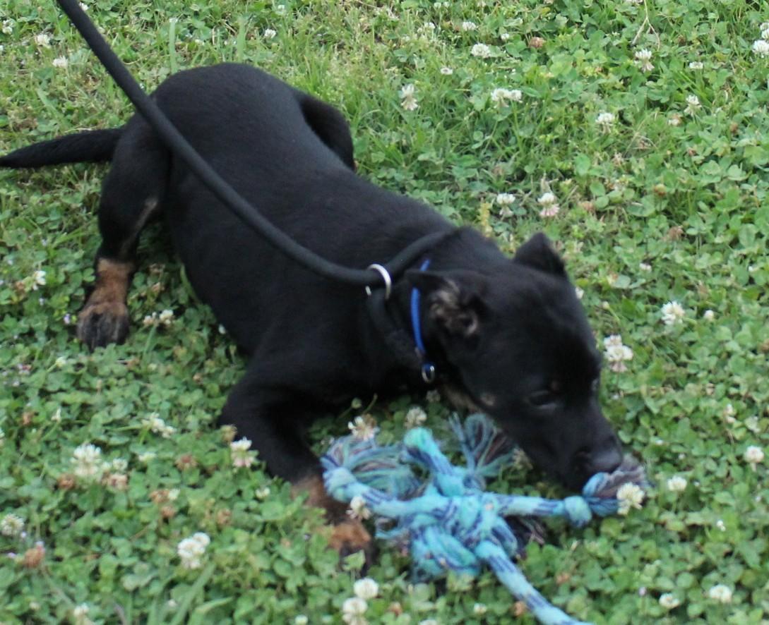 Enlarge ATLAS, a ADOPTABLE mixed breed in Claremore, OK image 2/3