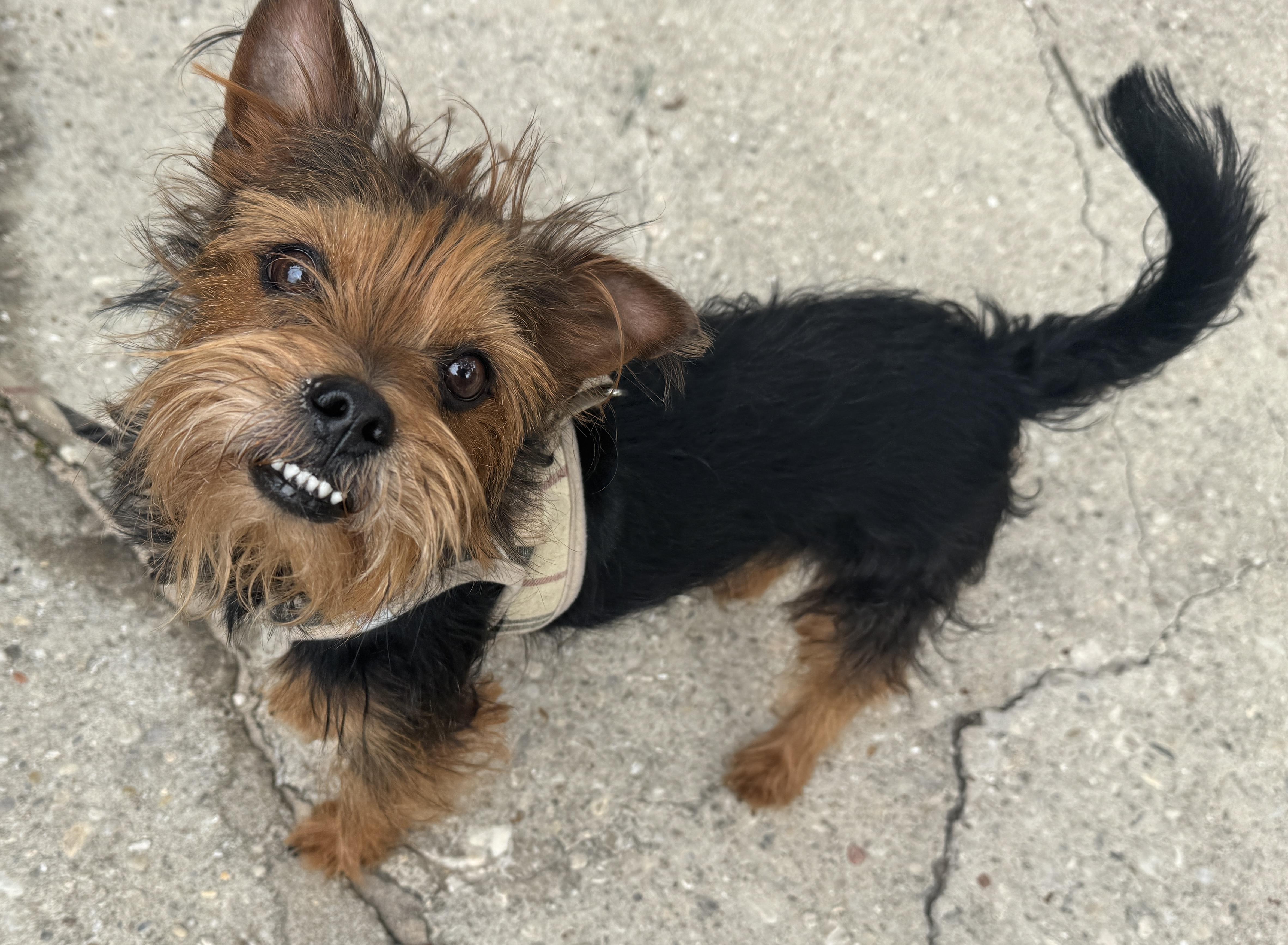Teeko, adopted, Adult Male Brussels Griffon & Yorkshire Terrier.