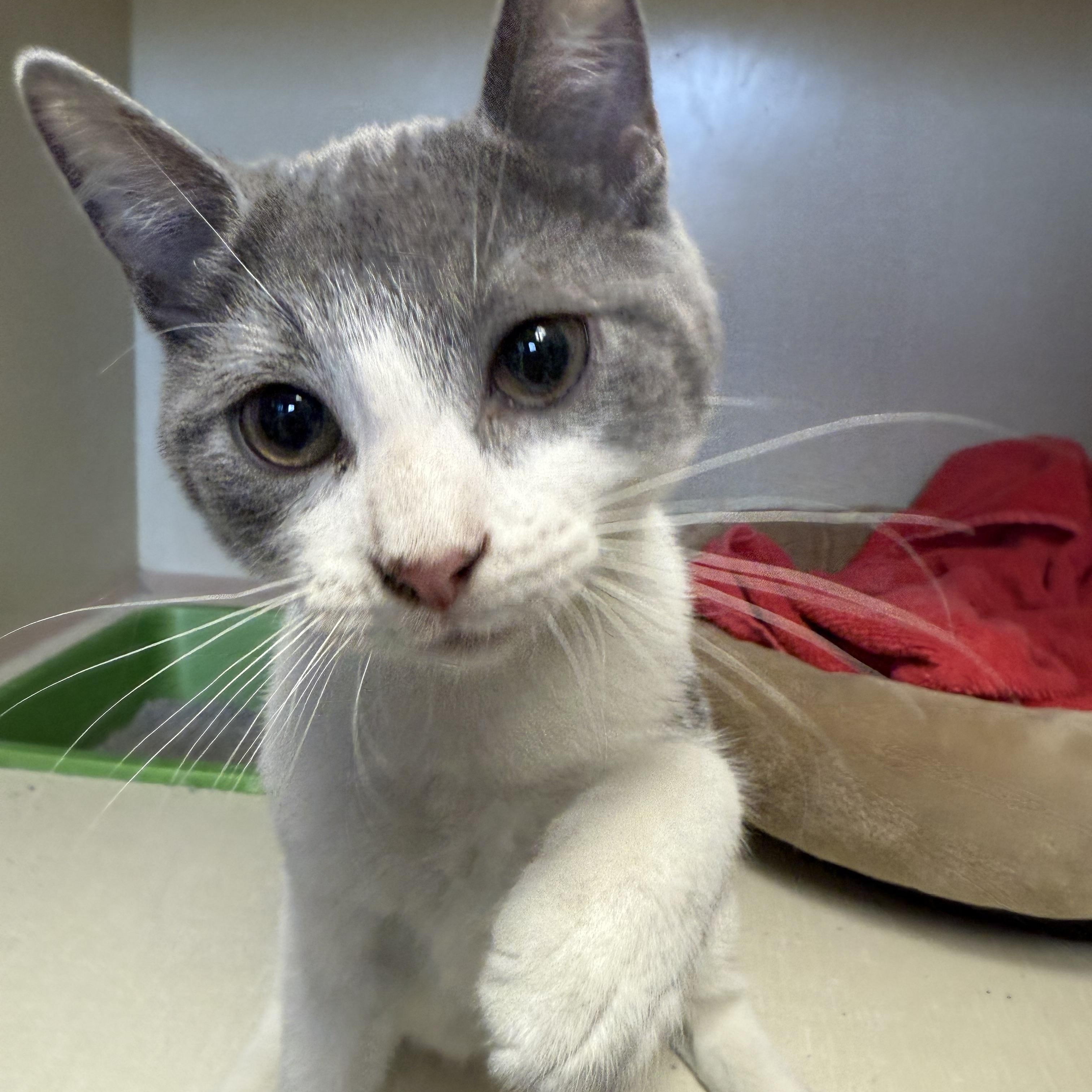 Ted, a Adoptable Domestic Short Hair in Butler, NJ image 2/5