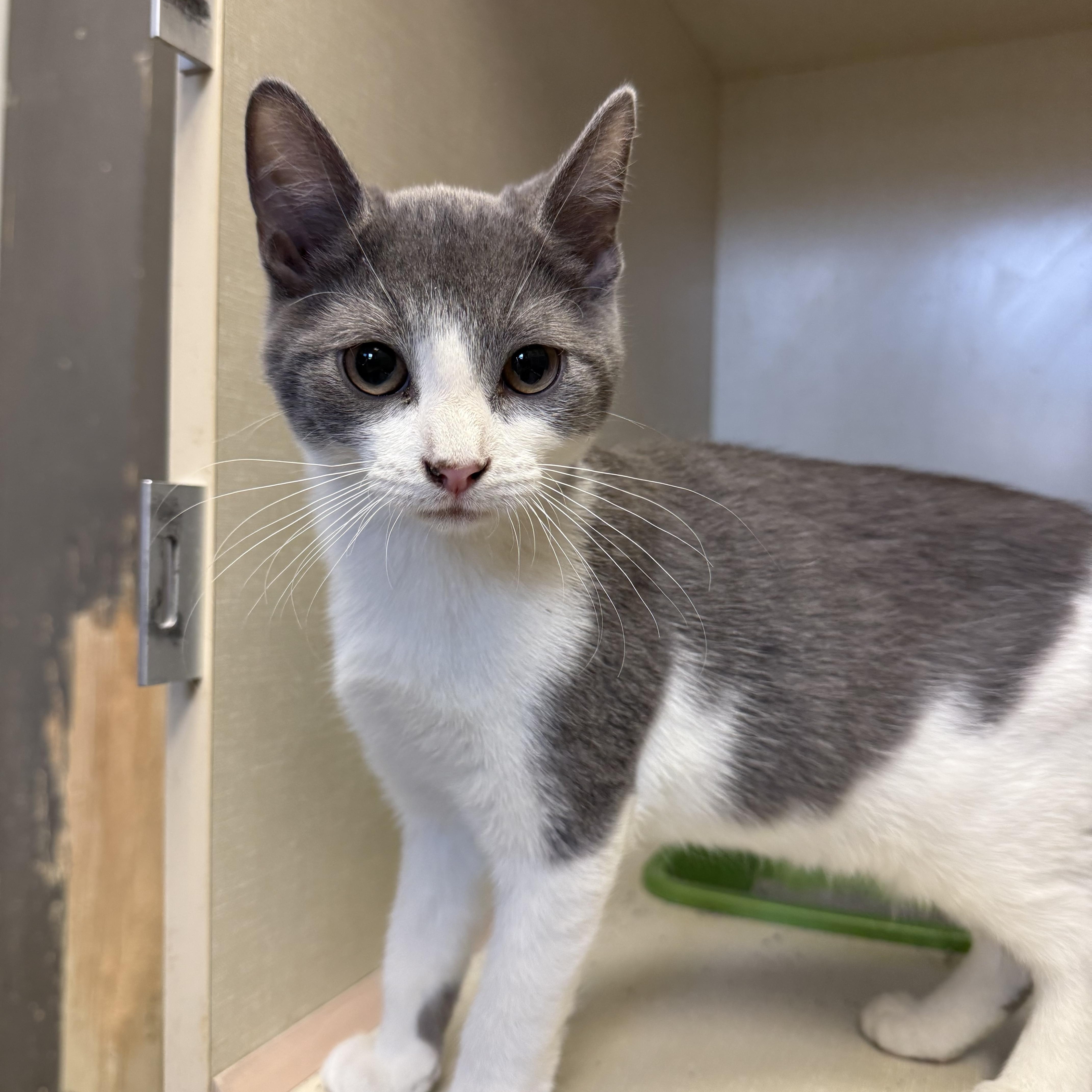 Ted, a Adoptable Domestic Short Hair in Butler, NJ image 4/5