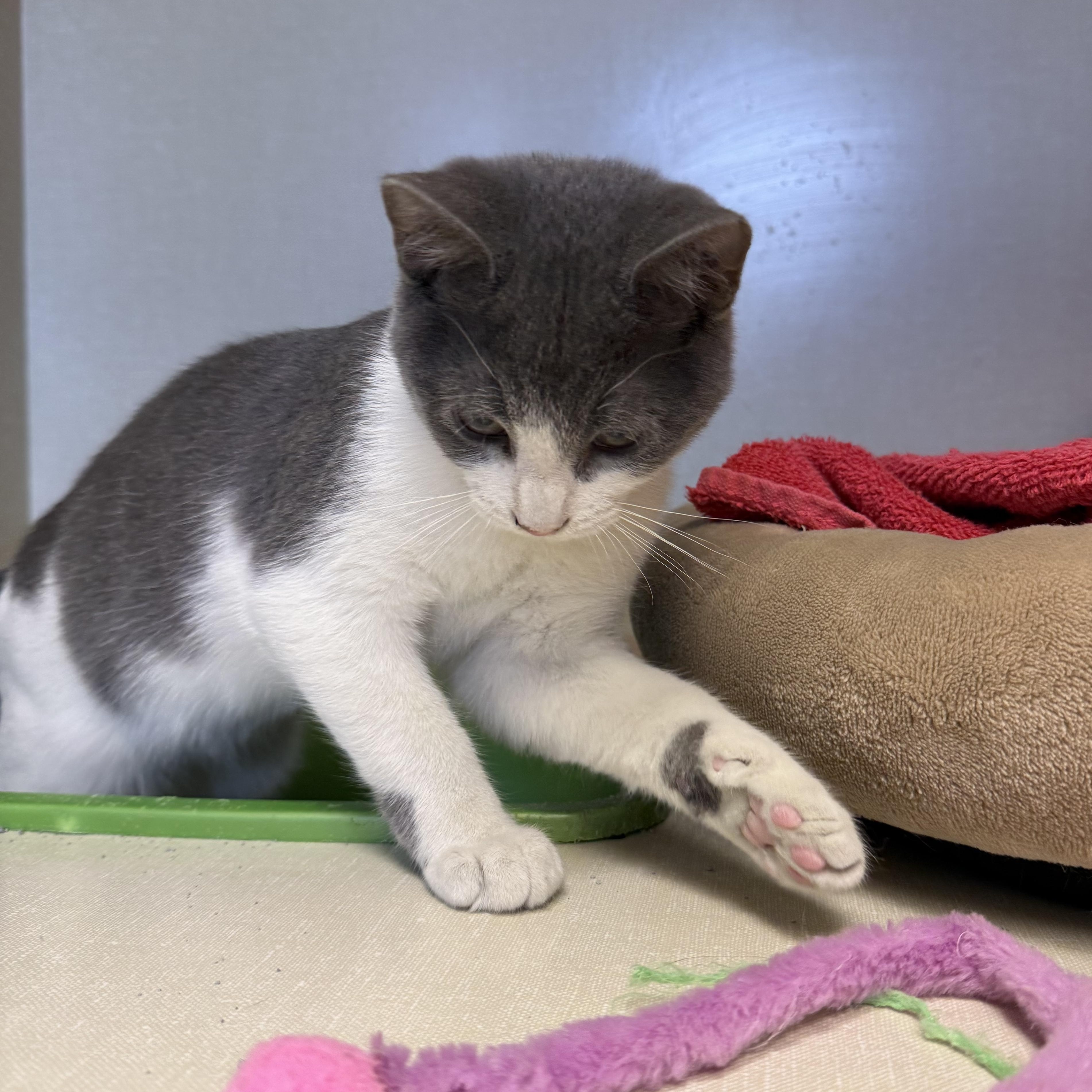 Ted, a Adoptable Domestic Short Hair in Butler, NJ image 5/5