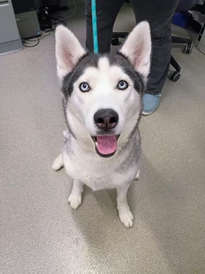 Prada, Adoptable, Adult Female Siberian Husky & Mixed Breed.