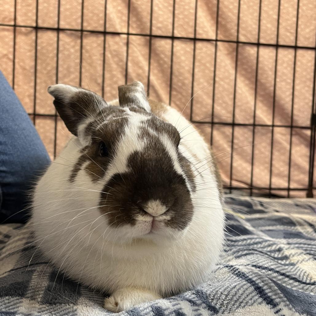 Meatball, Adoptable, Young Male English Spot.