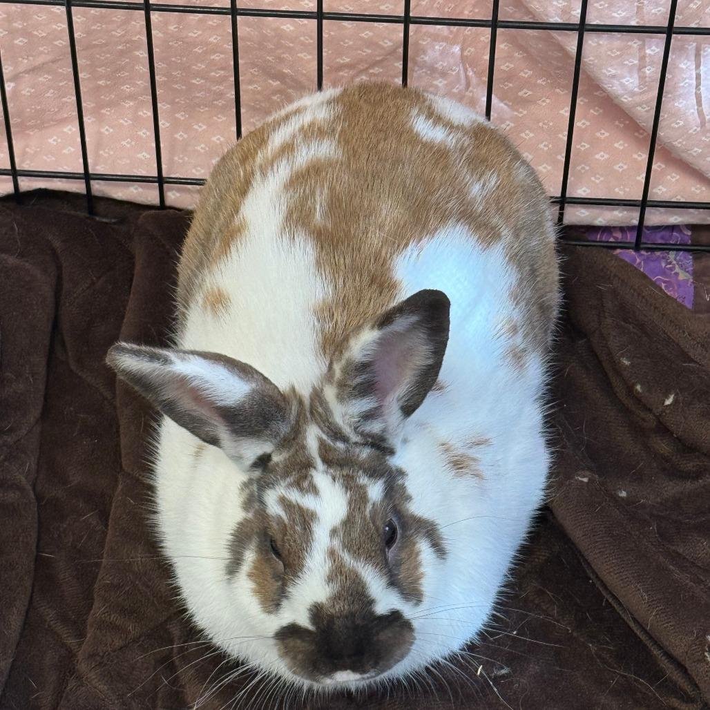 Meatball, Adoptable, Young Male English Spot.