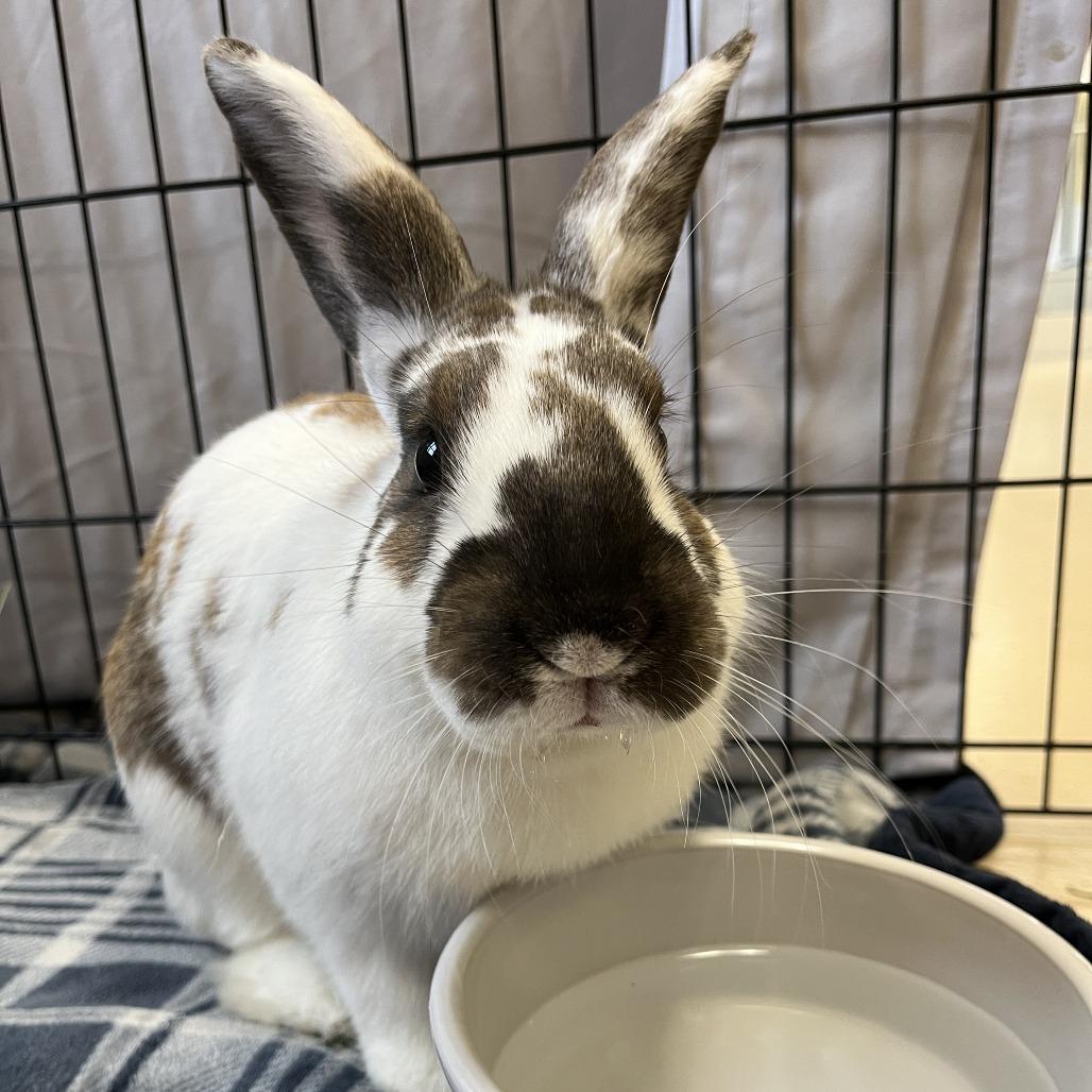 Enlarge Meatball, a Adoptable English Spot in Bedford, NH image 2/3
